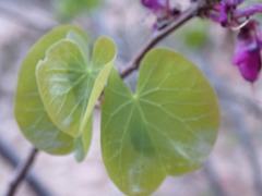 Cercis orbiculata