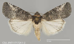 Sympistis subsimplex