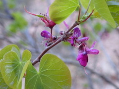 Cercis orbiculata