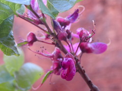 Cercis orbiculata