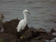 Egretta thula