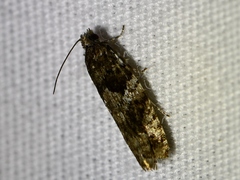 Pseudexentera maracana