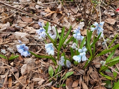 Puschkinia scilloides