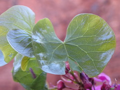 Cercis orbiculata
