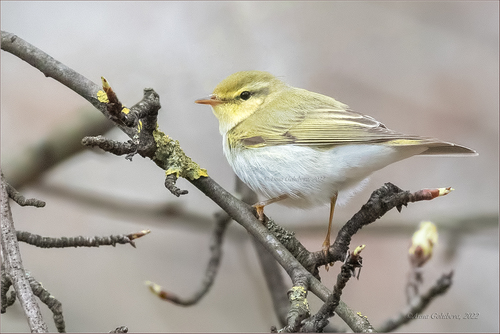 Žalioji pečialinda nuotrauka