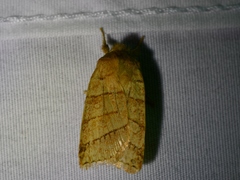 Pyreferra citrombra