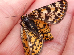 Eurranthis plummistaria