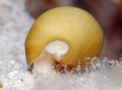 Nebularia petrosa