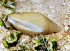 Nebularia petrosa