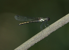 Chlorocypha neptunus