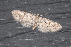 Eupithecia graefii