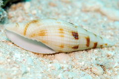 Nebularia pyramis