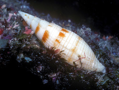 Nebularia pyramis