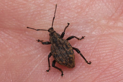 Otiorhynchus austriacus