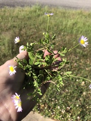 Astranthium ciliatum