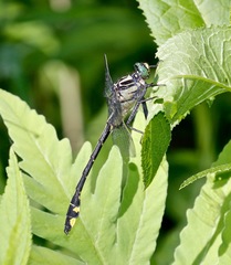 Gomphurus lineatifrons