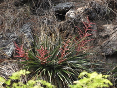 Puya spathacea