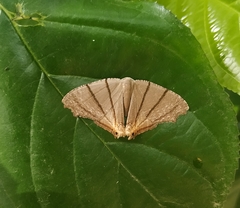 Orudiza protheclaria