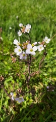 Cardamine pratensis picra