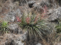 Puya spathacea