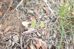 Dalechampia capensis