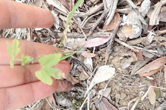 Dalechampia capensis