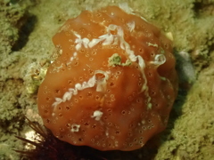 Aplidium nordmanni