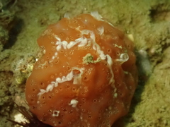 Aplidium nordmanni