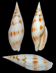 Nebularia ustulata