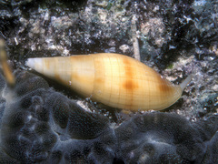 Nebularia ustulata