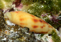 Nebularia ustulata