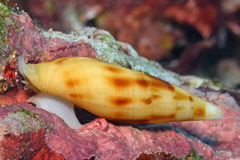Nebularia ustulata