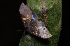 Ischyja manlia