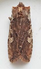 Lithophane signosa