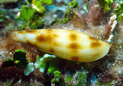 Nebularia ustulata