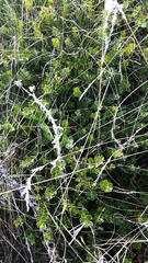 Arctostaphylos hookeri hookeri