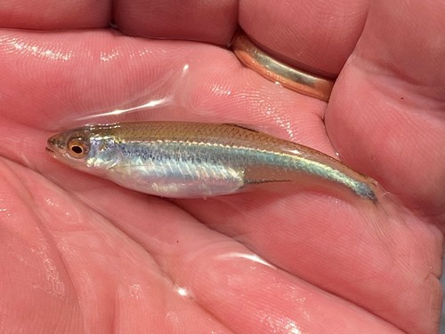 Mountain shiner (Lythrurus lirus) — Cyprinidae — 2