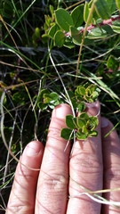 Arctostaphylos hookeri hookeri