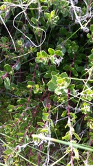 Arctostaphylos hookeri hookeri