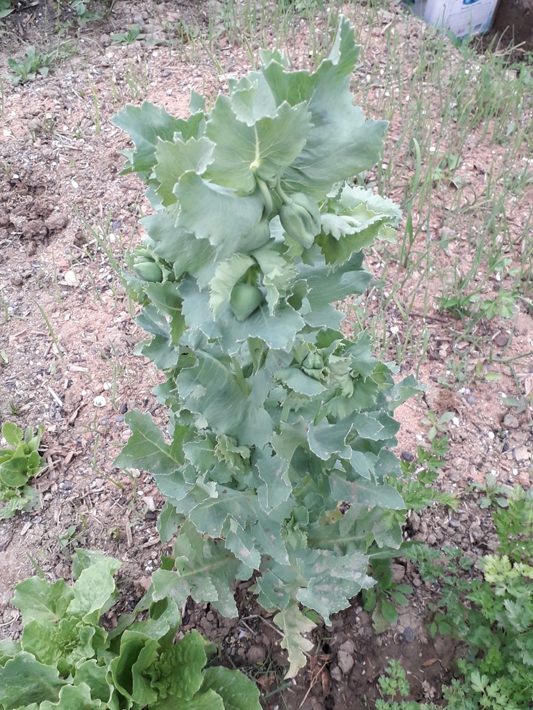 Papaver somniferum, Gilan Province, Iran