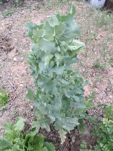 Papaver somniferum
