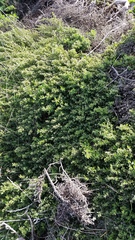 Arctostaphylos hookeri hookeri