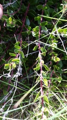 Arctostaphylos hookeri hookeri
