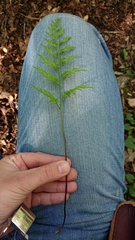 Asplenium adiantum-nigrum