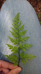 Asplenium adiantum-nigrum