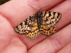 Eurranthis plummistaria