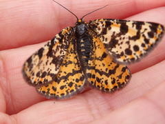 Eurranthis plummistaria