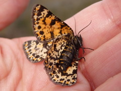 Eurranthis plummistaria