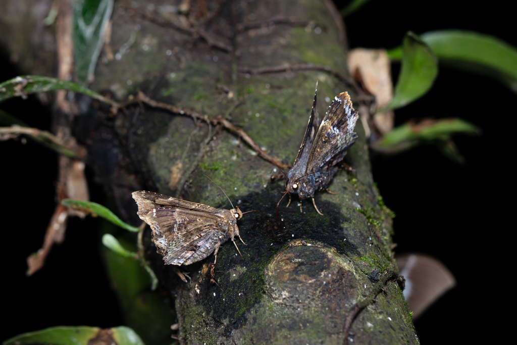 Lacera from 香港大埔滘 on April 30, 2019 at 10:40 PM by Jacky Lau · iNaturalist