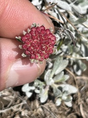 Eriogonum douglasii